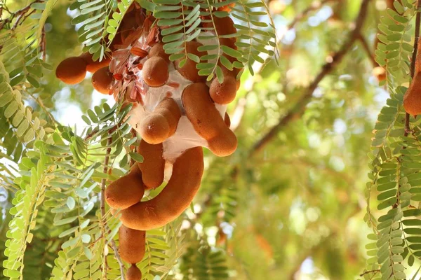 tamarind tree in tropical