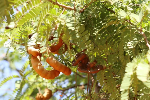tamarind tree in tropical