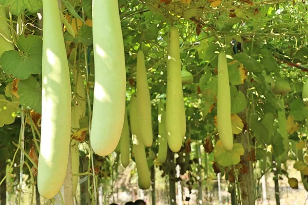 winter melon in farm