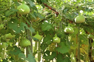 Calabash şişe su kabakları bir asma üzerinde