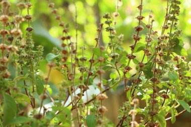 fesleğen bitki Bahçe