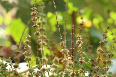 fesleğen bitki Bahçe