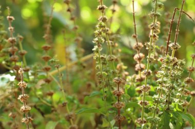 fesleğen bitki Bahçe