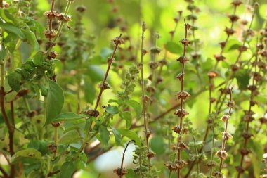 fesleğen bitki Bahçe