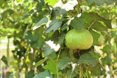 Calabash şişe su kabakları bir asma üzerinde