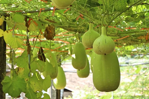 Calabaza Calabaza Una Vid —  Fotos de Stock