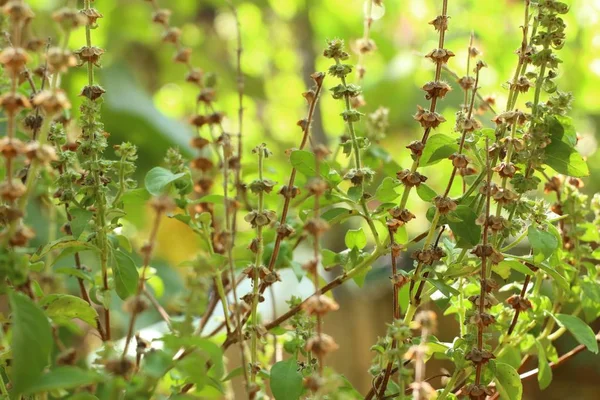 fesleğen bitki Bahçe