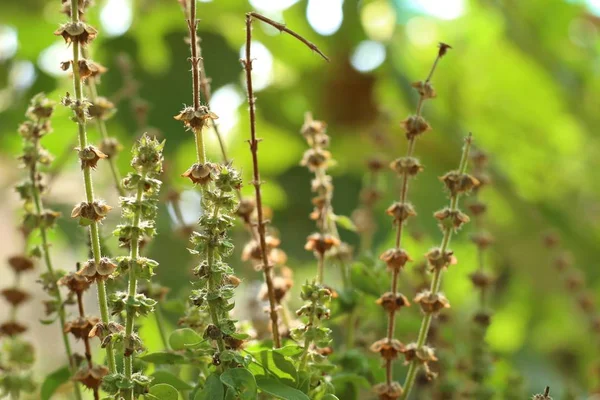 fesleğen bitki Bahçe
