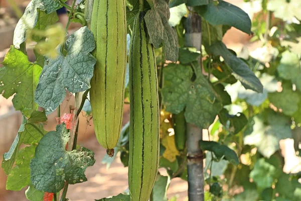 Árbol Calabacín Vid — Foto de Stock