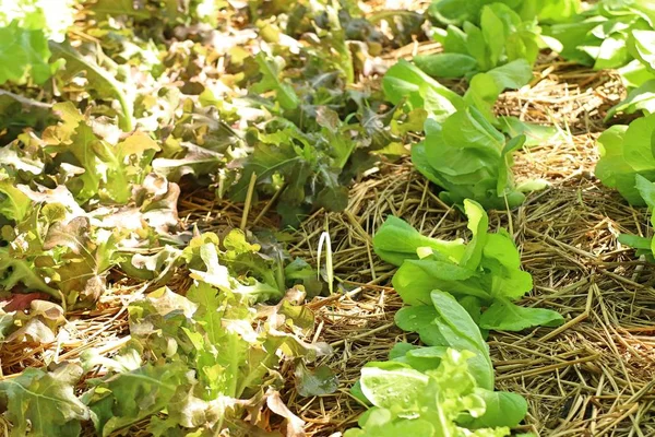 Early Cabbage Farm — Stock Photo, Image