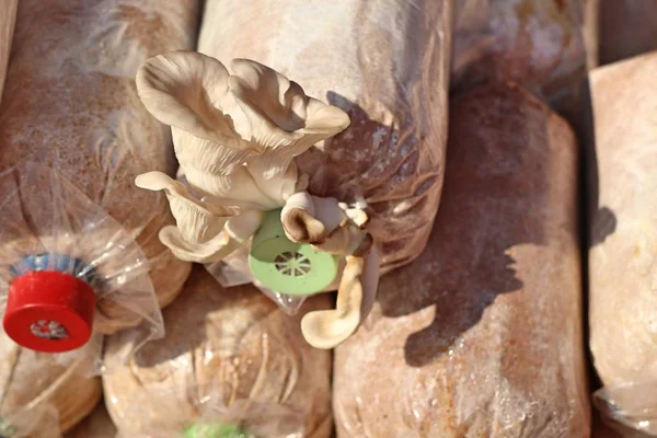 蘑菇耕种在农场 — 图库照片