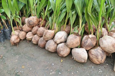 Hindistan cevizi ağacı filizleri