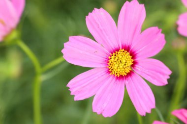 Tropikal Cosmos çiçek