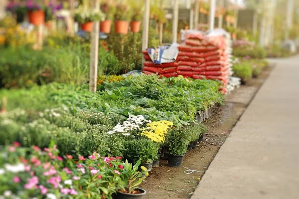 Shop Garden Plants — Stock Photo, Image