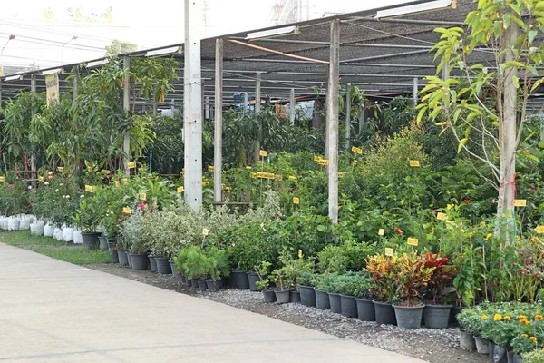 Geschäft Für Gartenpflanzen — Stockfoto