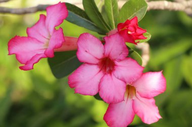 Tropikal açelya çiçek