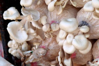 mantar yetiştirme çiftliğindeki