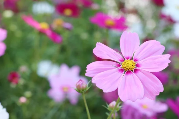 Cosmos Flower Tropical — Stock Photo, Image