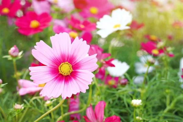 Cosmos Flower Tropical — Stock Photo, Image