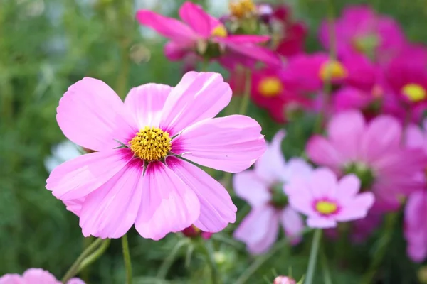 Flor Del Cosmos Tropical —  Fotos de Stock