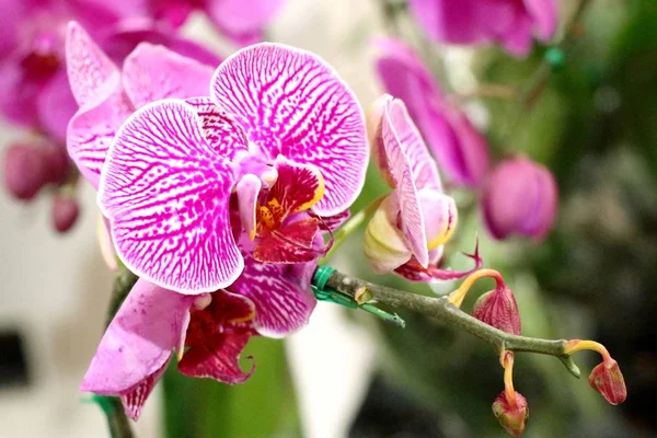 Flor Orquídea Tropical — Foto de Stock