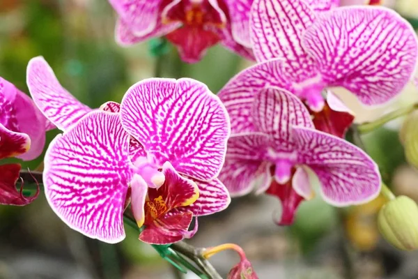 Flor Orquídea Tropical —  Fotos de Stock