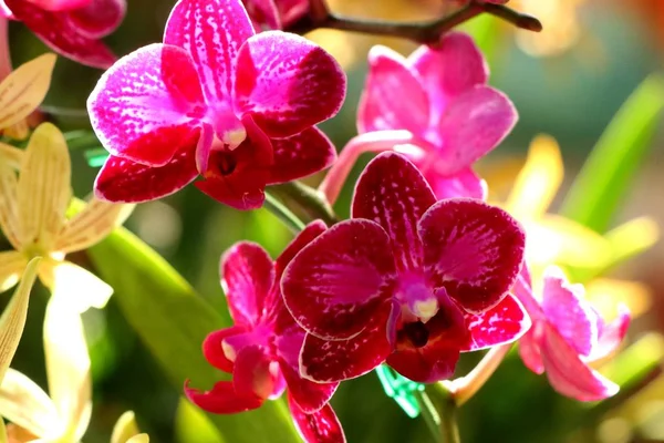 Fleur Orchidée Tropical — Photo