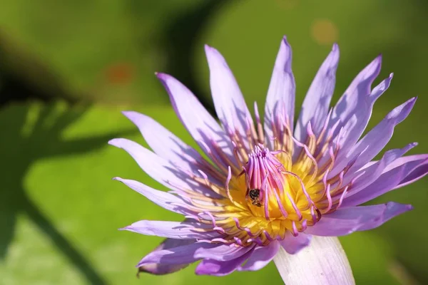 Beautiful Lotus Flowers Tropical — Stock Photo, Image