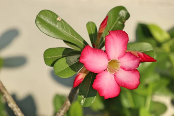 Цветы Азалии Тропиках — стоковое фото