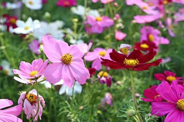 Flor Del Cosmos Tropical — Foto de Stock