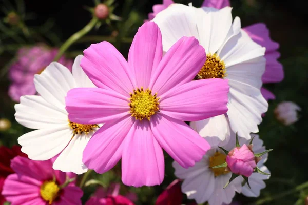 Fiore Del Cosmo Tropicale — Foto Stock