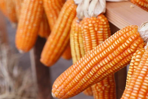 Maíz Mazorca Seca Colgando — Foto de Stock