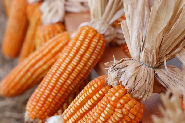 Dry Cob Corn Hanging — Stock Photo, Image