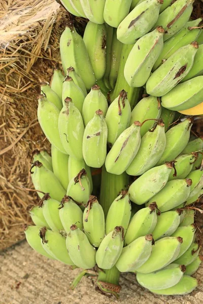 Банан Рынке — стоковое фото