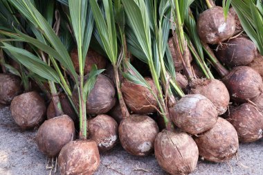 Hindistan cevizi ağacı filizleri