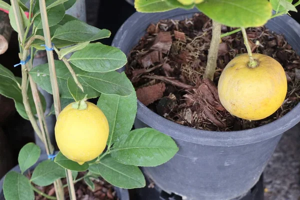 Árbol Limones Tropical — Foto de Stock