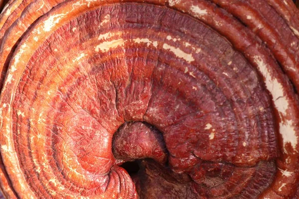 Ganoderma Lucidum Farmě — Stock fotografie