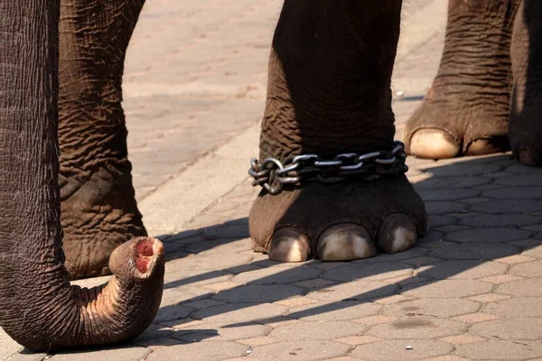 Elephant feet close up