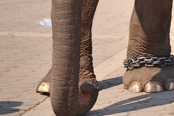 Elephant feet close up