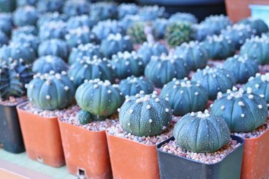 Satmak için güzel kaktüs