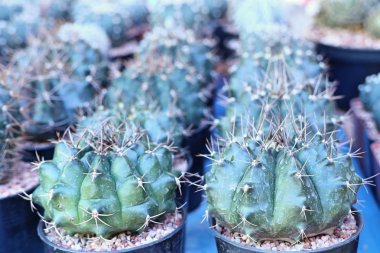 Satmak için güzel kaktüs