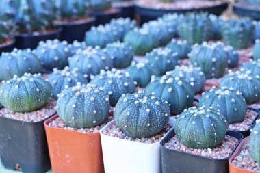 Satmak için güzel kaktüs