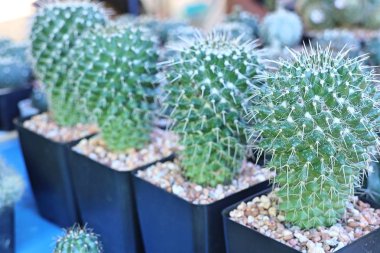 Satmak için güzel kaktüs