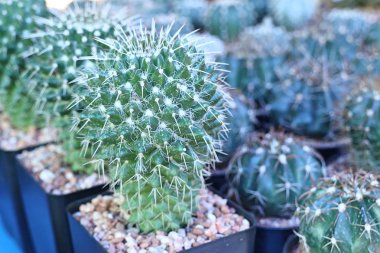 Satmak için güzel kaktüs