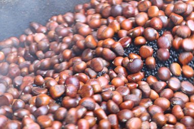 kestane tohum Street