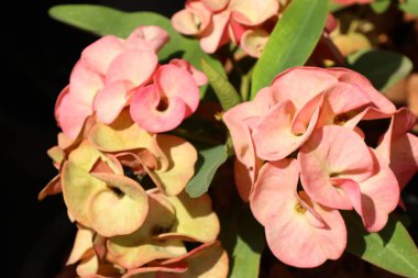 Dikenli çiçek tacı