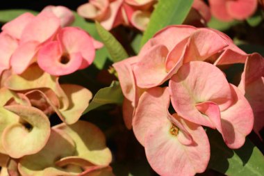 Dikenli çiçek tacı