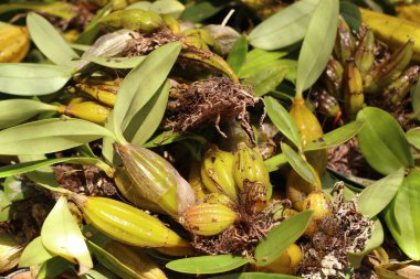 Yabani orkide Satılık