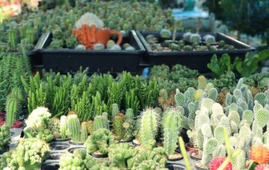 Satmak için güzel kaktüs