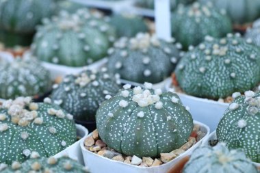 Satmak için güzel kaktüs